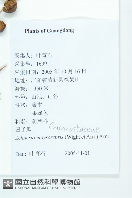 鈕子瓜藏品圖，第2張