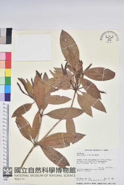 西施花、青紫木藏品圖，第1張