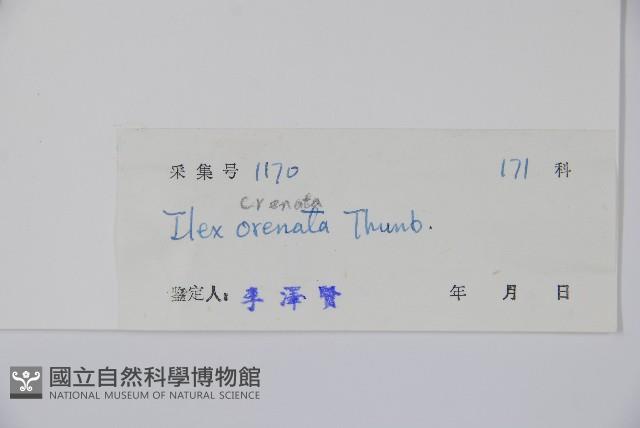 假黃楊藏品圖，第2張