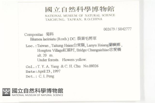 裂葉艾納香藏品圖，第2張