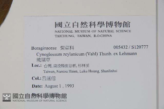 琉璃草藏品圖，第2張