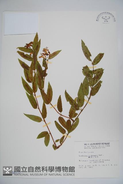 阿里山忍冬、漸尖葉忍冬藏品圖，第1張