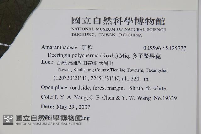 多子漿果莧藏品圖，第2張