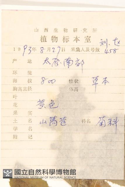 苦滇菜、苦菜藏品圖，第2張