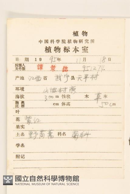 野茼蒿藏品圖，第2張