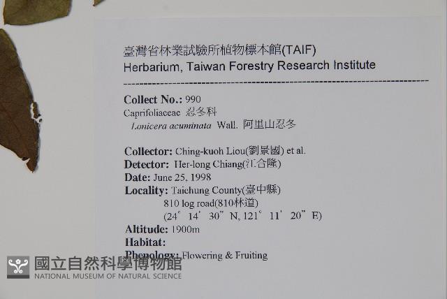 阿里山忍冬、漸尖葉忍冬藏品圖，第2張