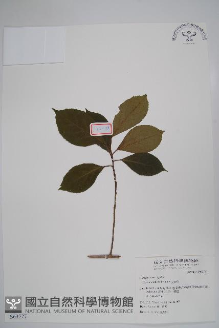 破布烏藏品圖，第1張