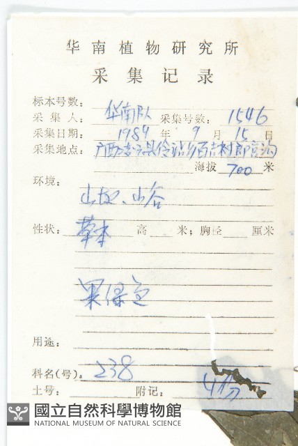 麻葉蟛蜞菊藏品圖，第2張