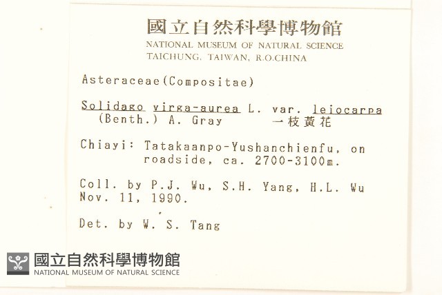 冷清草藏品圖，第2張