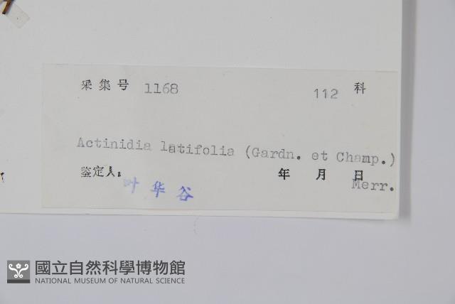 闊葉獼猴桃藏品圖，第2張