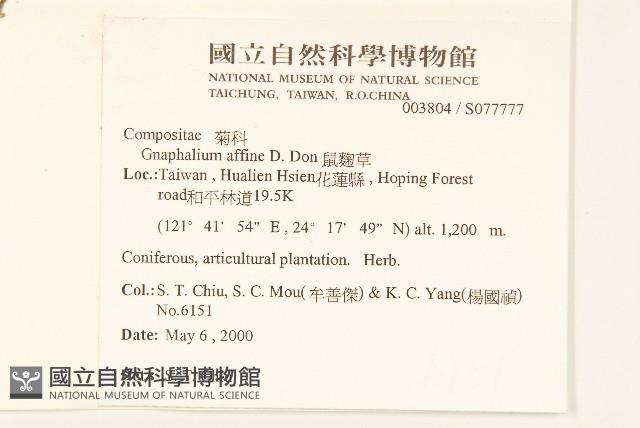 鼠麴草藏品圖，第2張