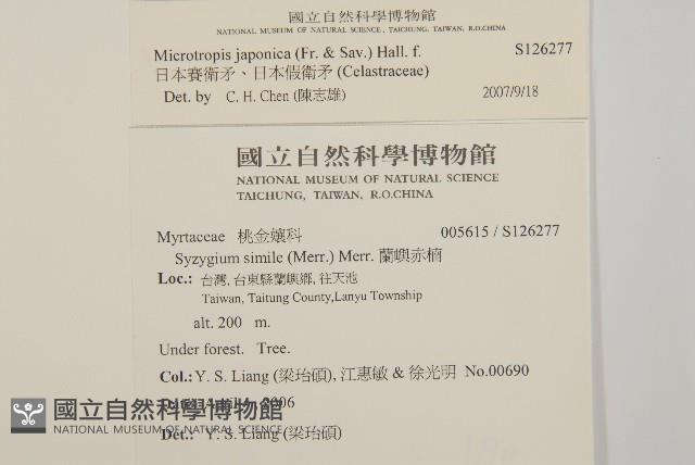 日本賽衛矛、日本假衛矛藏品圖，第2張