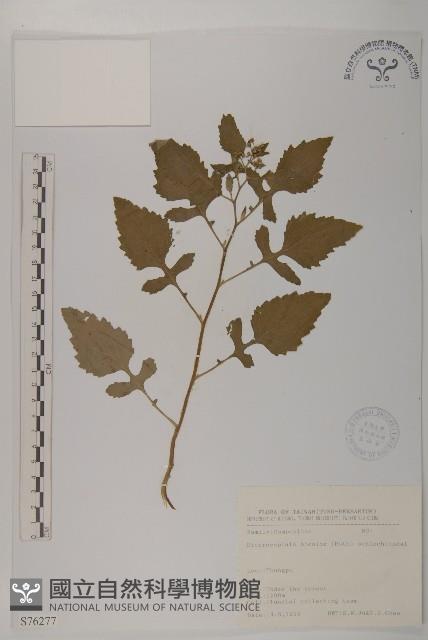 茯苓菜藏品圖，第2張