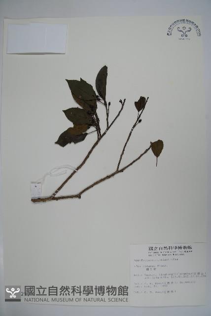 鐵冬青藏品圖，第1張