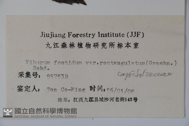 狹葉莢迷藏品圖，第2張