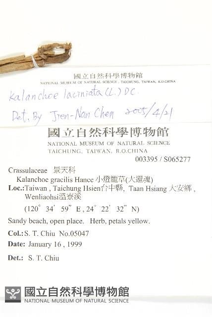 伽藍菜、倒吊蓮藏品圖，第2張