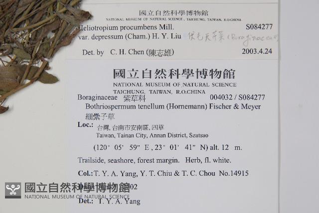 伏毛天芹菜藏品圖，第2張