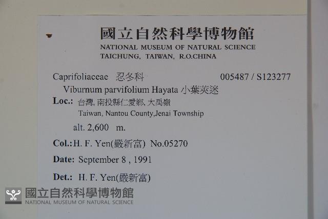 小葉莢迷藏品圖，第2張