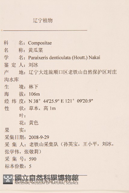 齒緣葉類苦賈菜藏品圖，第2張