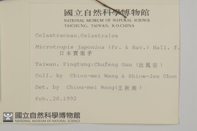 日本賽衛矛、日本假衛矛藏品圖，第2張