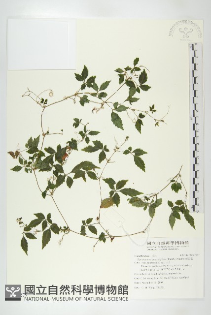 絞股藍藏品圖，第1張