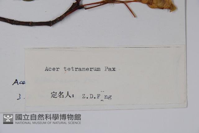 四蕊槭藏品圖，第2張