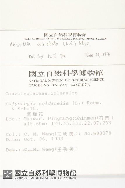 吊鐘藤藏品圖，第2張