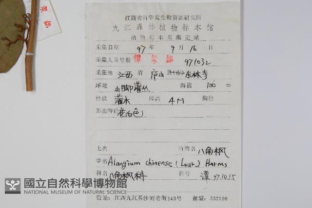 八角楓藏品圖，第2張