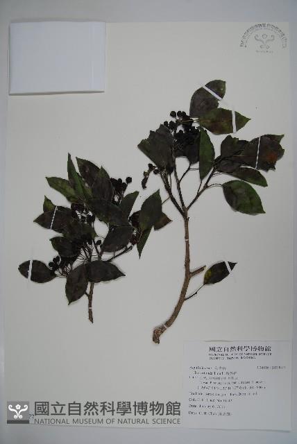 鐵冬青藏品圖，第1張