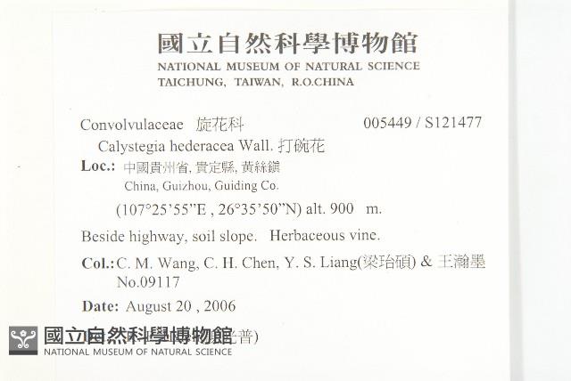 打碗花藏品圖，第2張