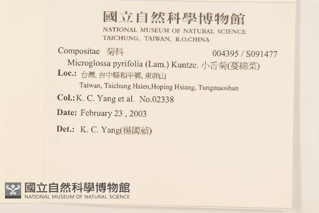 小舌菊、蔓綿菜藏品圖，第2張