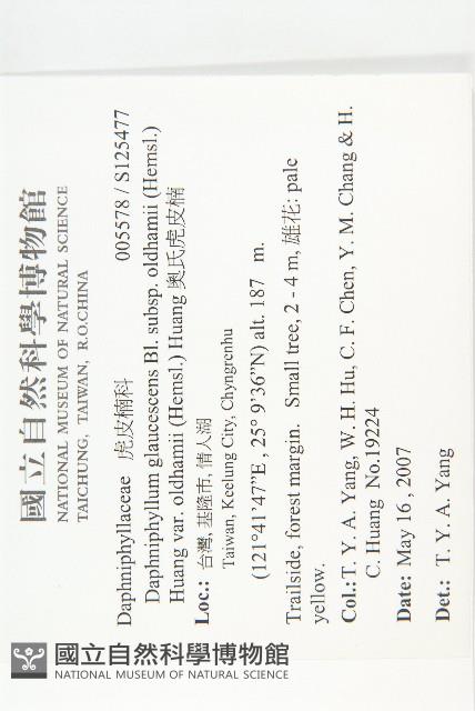 奧氏虎皮楠藏品圖，第2張