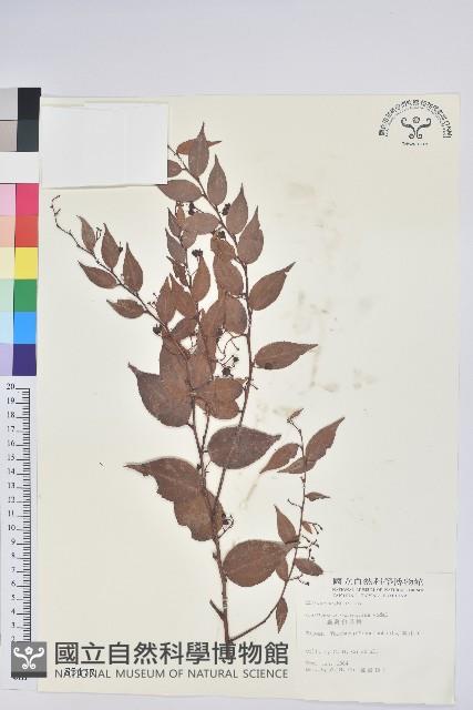 白珠樹藏品圖，第1張