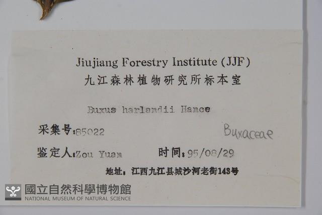 華南黃楊，雀舌黃楊，匙葉黃楊藏品圖，第2張