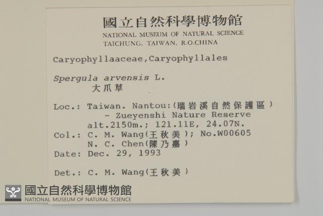 大爪草藏品圖，第2張