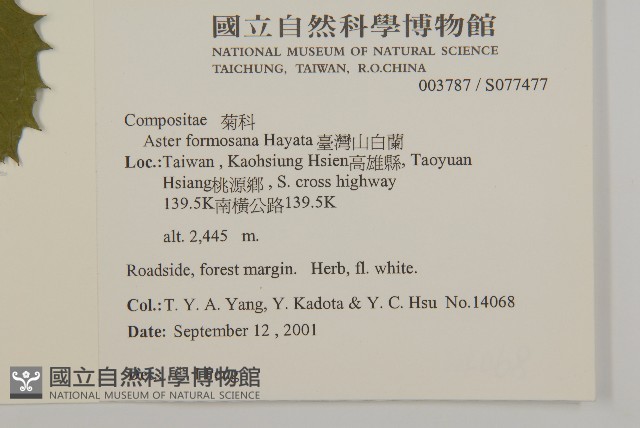 臺灣山白蘭藏品圖，第2張