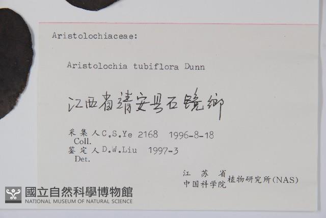 管花馬兜鈴藏品圖，第2張