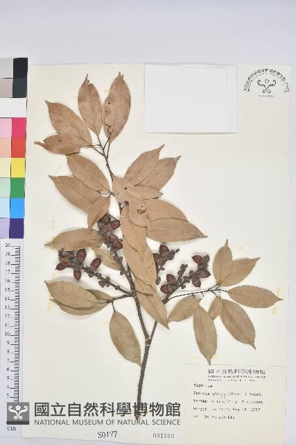 子彈石櫟、柯藏品圖，第1張