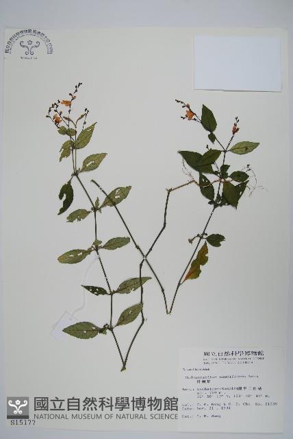 針刺草藏品圖，第1張