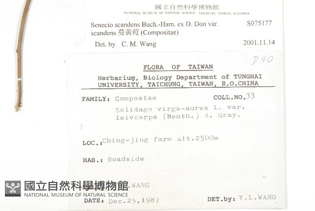 蔓黃菀藏品圖，第2張
