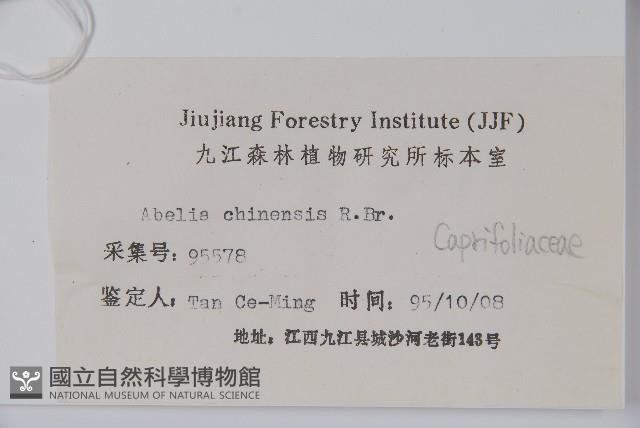 臺灣糯米條藏品圖，第2張