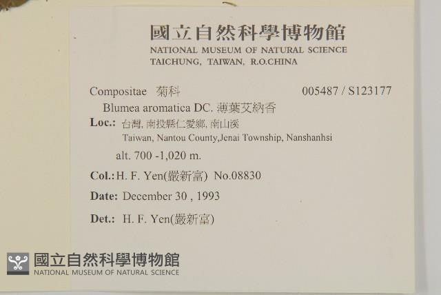 薄葉艾納香藏品圖，第2張