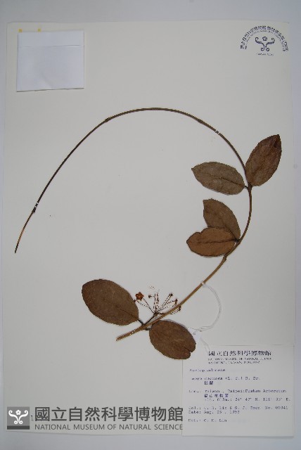 毬蘭藏品圖，第1張