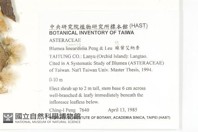狹葉艾納香藏品圖，第2張
