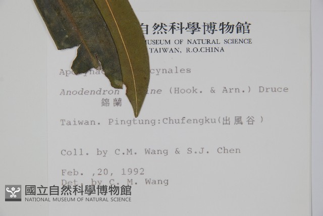 小錦蘭藏品圖，第2張