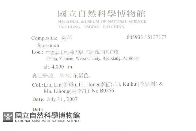 東俄洛風毛菊藏品圖，第2張