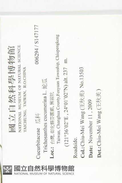 瓜葉栝樓藏品圖，第2張