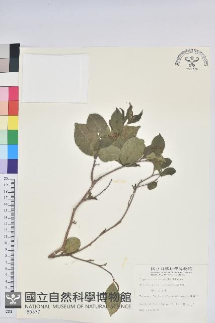 南仁五月茶藏品圖，第1張