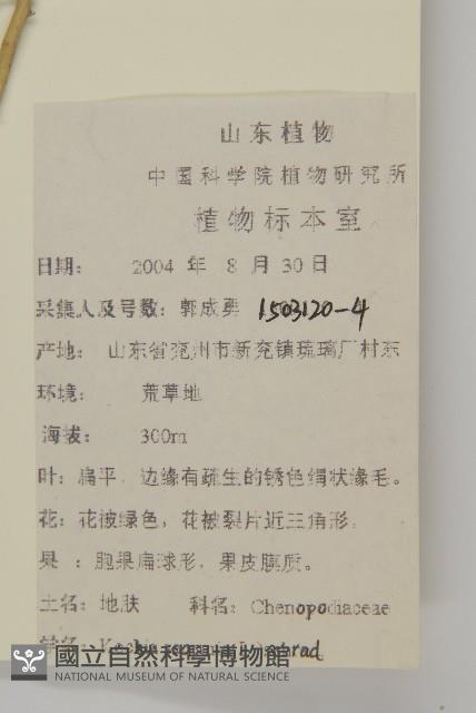 地膚、掃手草藏品圖，第2張