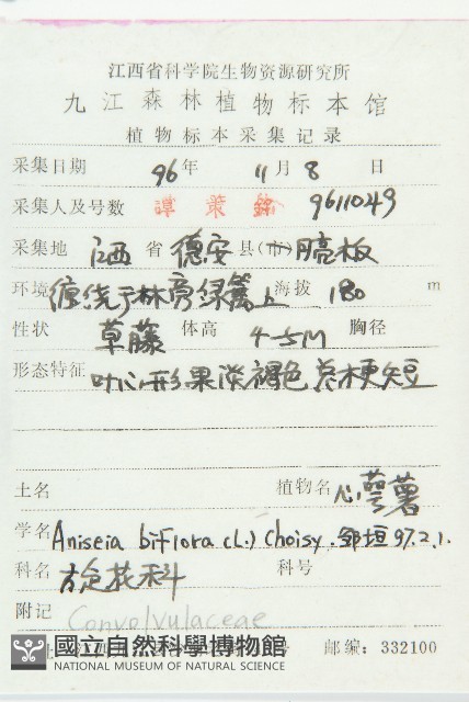 心萼薯藏品圖，第2張